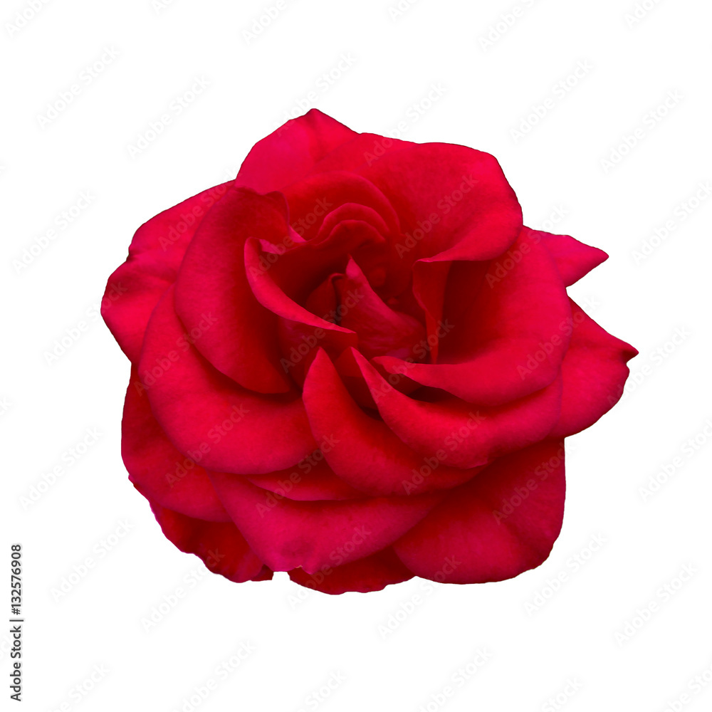 Dark red rose Dark red rose