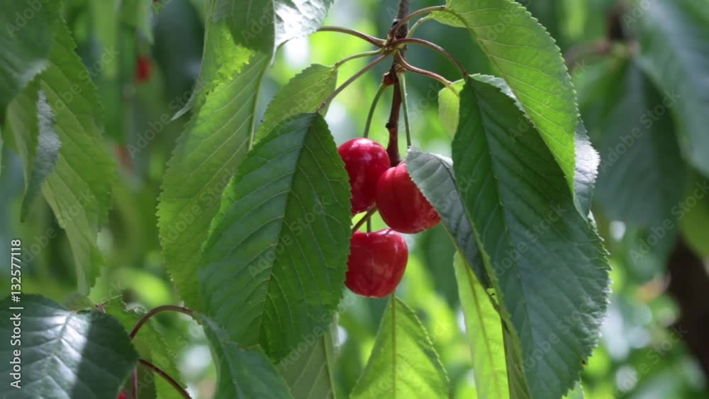 Red cherries hanging from tree branch slightly moving in the wind