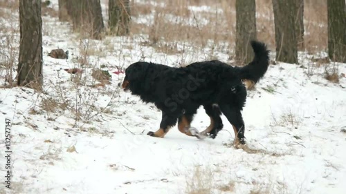 Bernese Mountain Dog walking in the winter woods, slow motion photo