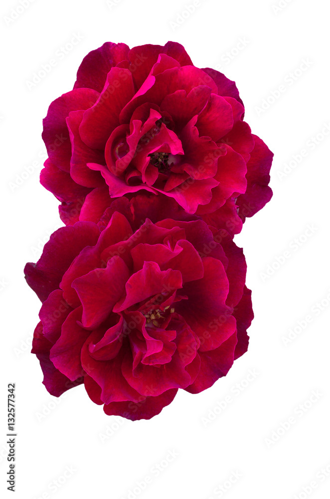 Dark red rose Dark red rose