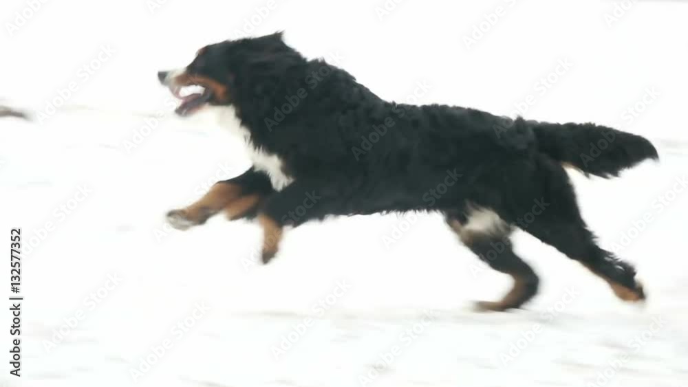 Bernese mountain dog quickly runs, slow motion Bernese mountain dog quickly runs, slow motion