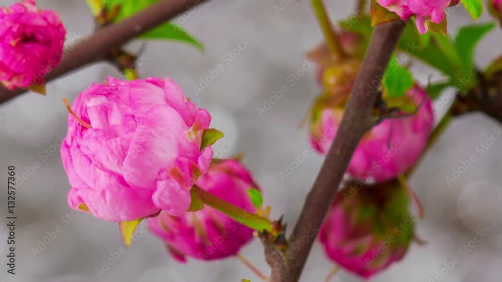 Pink Flowers Blossoms on the Branches Sakura Tree. Timelapse.
