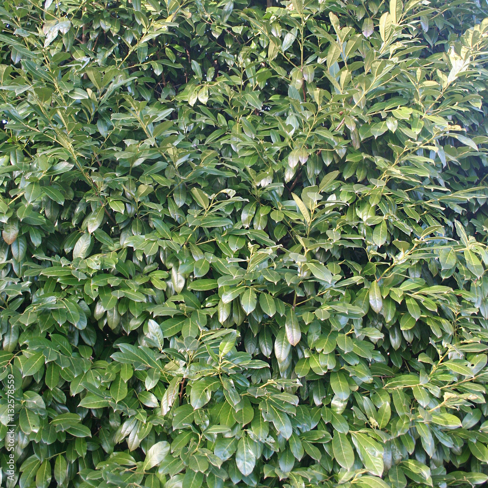 Lauroceraso. Cespuglio sempreverde dalle foglie lucide Stock Photo | Adobe  Stock