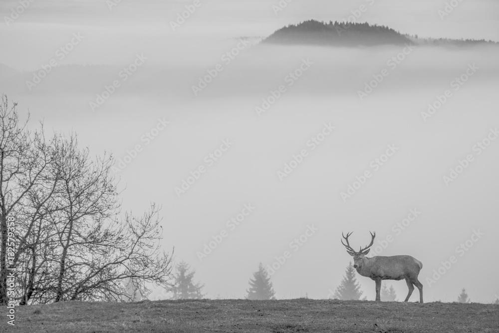 deer - on the scout deer - on the scout