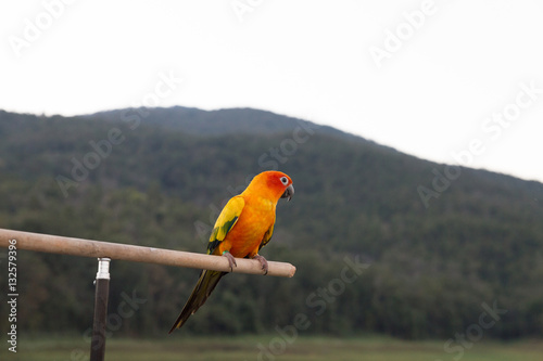 Obraz na płótnie Sun Parakeet or Sun Conure, the beautiful yellow and orange parr