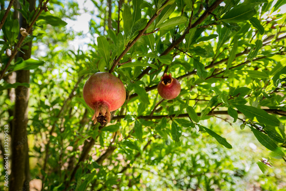 Ripe Colorful Pomegranate Fruit on Tree Branch Ripe Colorful Pomegranate Fruit on Tree Branch