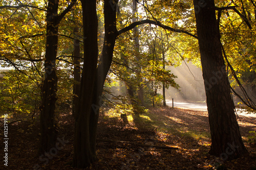 In the woods of Austerlitz, The Netherlands (Oude Woudenbegse Zandweg) photo