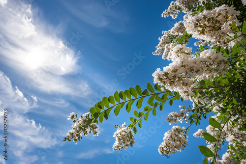 Fotografía Beautiful crepe myrtle blooms in morning light with blue sky in background
