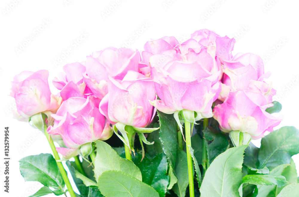 Violet blooming fresh roses bunch isolated on white background