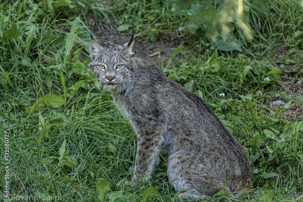 Canadian Lynx Canadian Lynx
