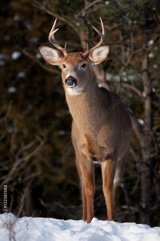 White-tailed deer buck in the winter snow in Ottawa, Canada