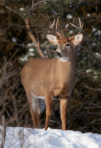 White-tailed deer buck in the winter snow in Ottawa, Canada