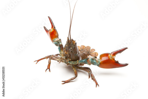 Signal crayfish (Pacifastacus Leniusculus)