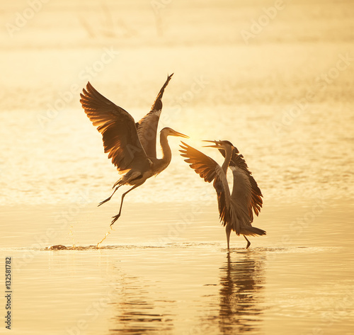 Grey Heron in waterland