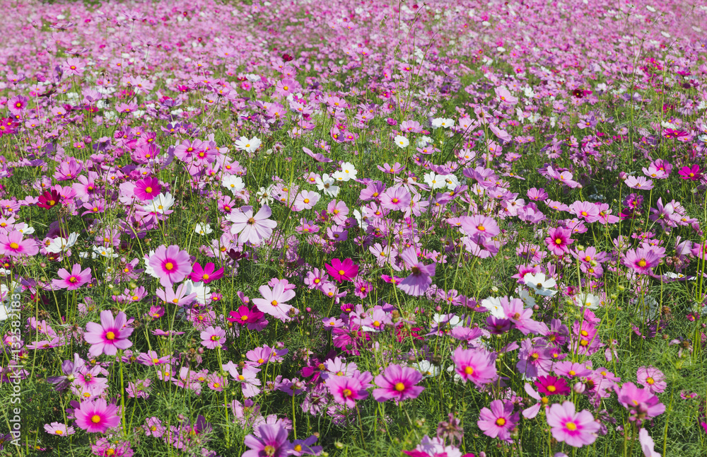 nature background of beautiful pink cosmos flower field