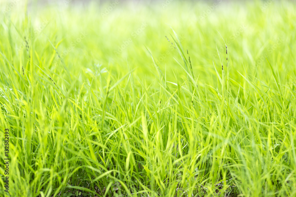 Fototapeta premium long blades of grass