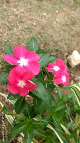 Red flower plants on the ground.