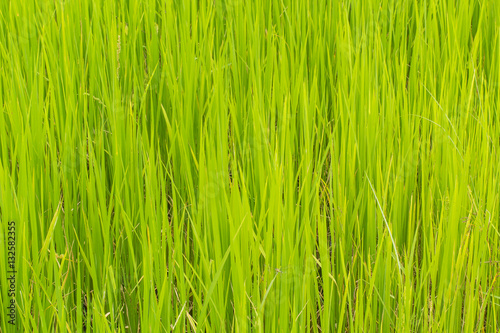 rice plant 