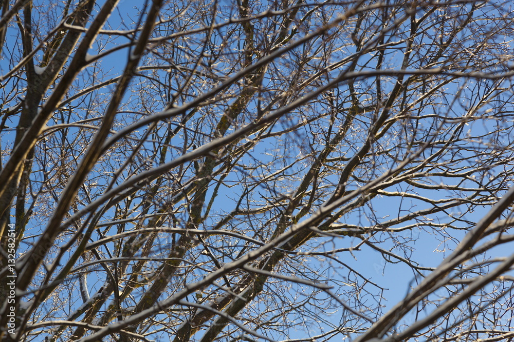 Obraz premium the ice at the tips of the tree branches