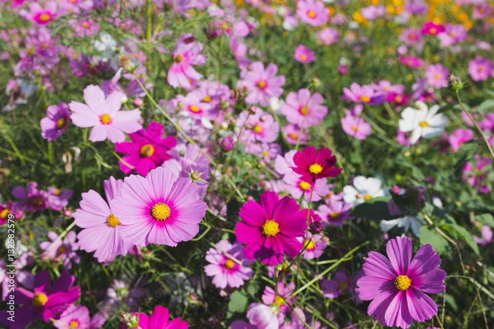 beautiful pink cosmos flower field