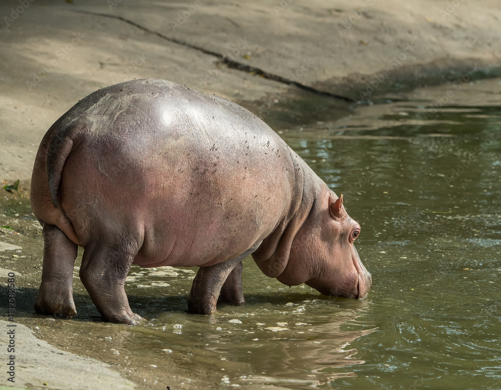 Sparring Hippos in zoo Sparring Hippos in zoo