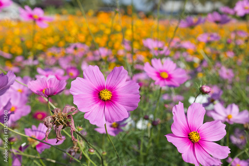 beautiful pink cosmos flower field