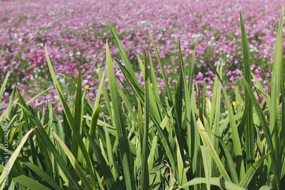 beautiful pink cosmos flower field beautiful pink cosmos flower field