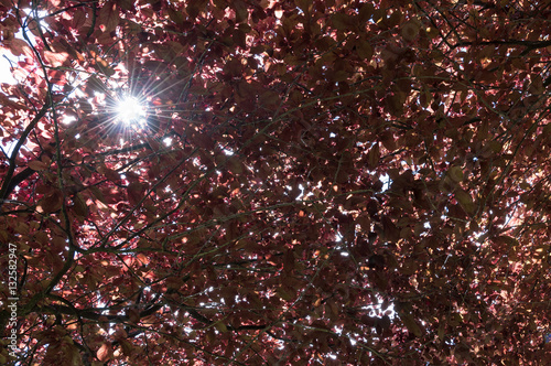 Sun through red maple tree. photo