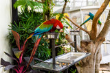 A pair of red-and-blue macaws