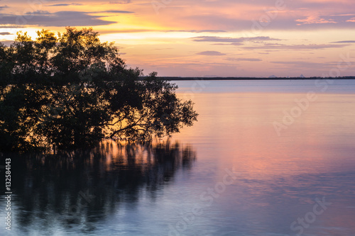 mangrove forest © Tavaris
