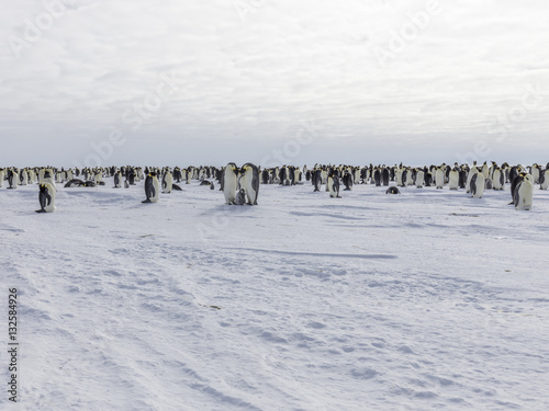 Emperor penguins on the frozen Weddell Sea © Roger