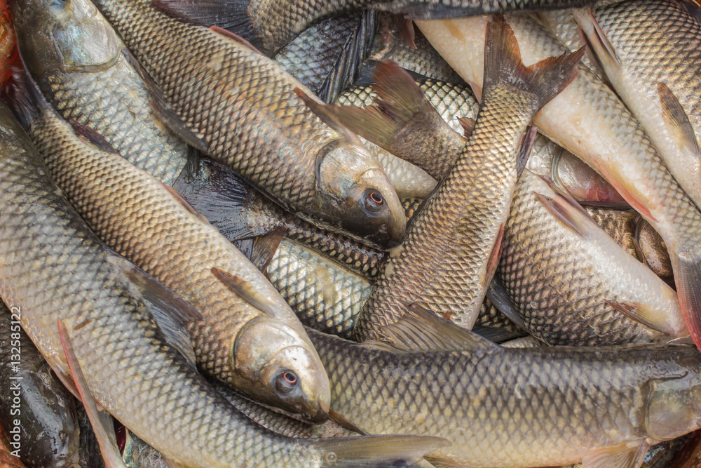 Tilapia in ponds Stock Photo | Adobe Stock