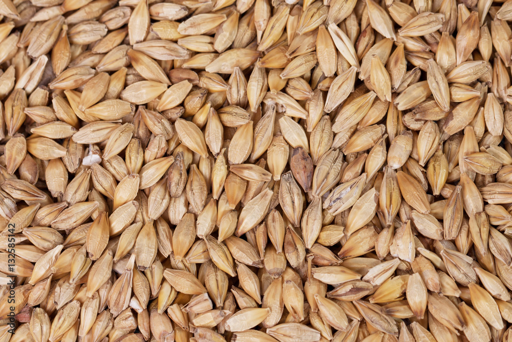 Barley beans. Grains of malt close-up. Barley on sacking background. Food and agriculture concept. Barley beans. Grains of malt close-up. Barley on sacking background. Food and agriculture concept.