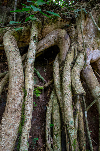 Obraz na płótnie Aerial Roots in tropical wood w salonie