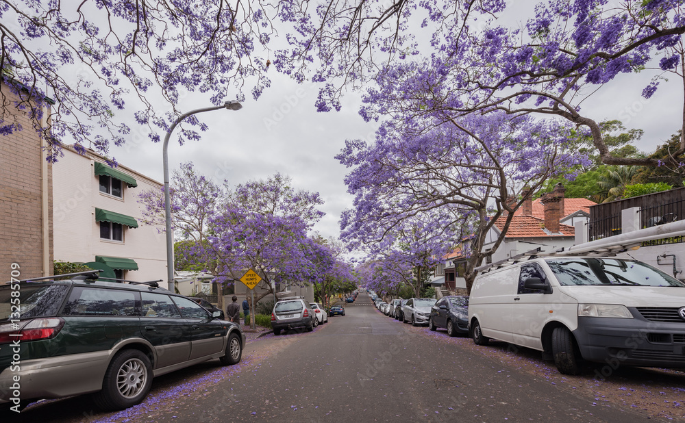 Sydney, Australia - 20 November 2016: Jacaranda over the street in Kirribilli.