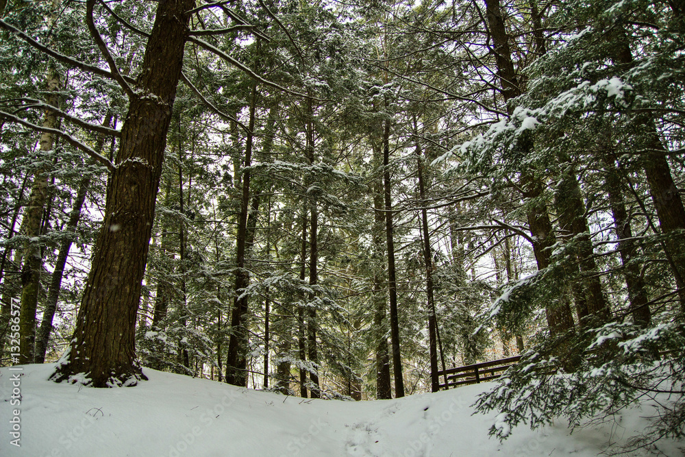 Walking In A Winter Wonderland. Fresh snow covers a lush green pine forest in northern Michigan. Walking In A Winter Wonderland. Fresh snow covers a lush green pine forest in northern Michigan.