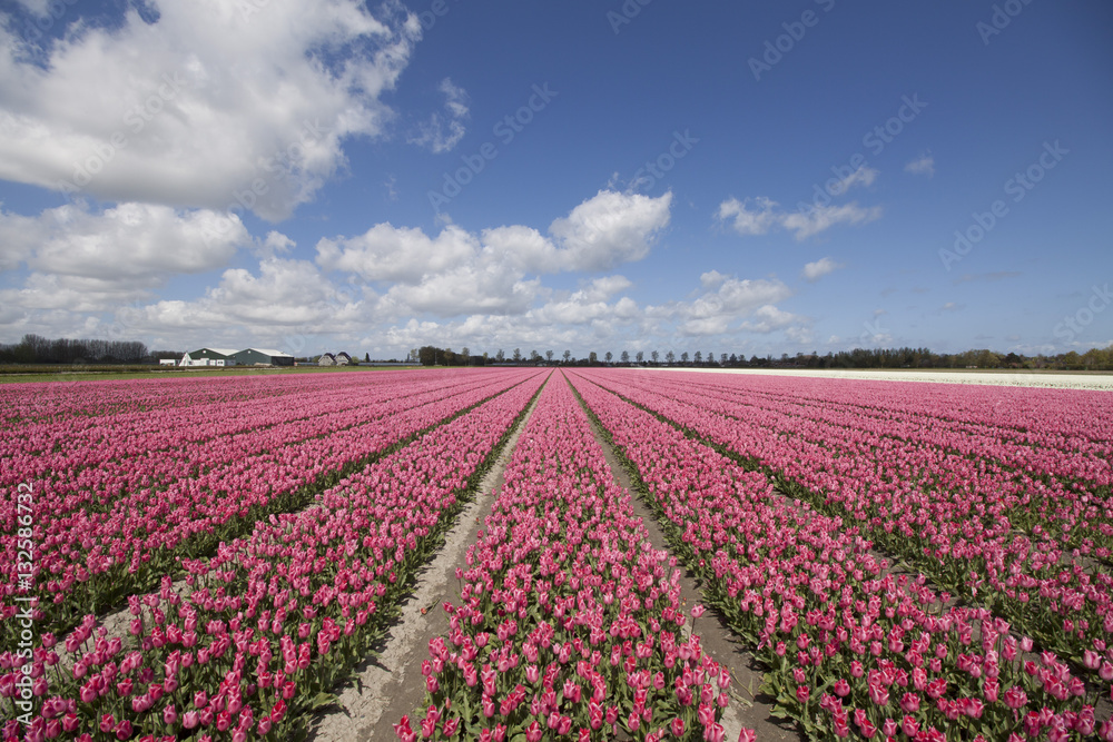 Pink tulips in the dutch spring 