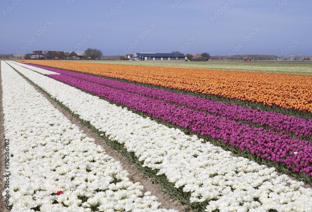 Blue sky and beautiful  colorful tulip field in Holland. Beautiful outdoor scenery in the Netherlands, Europe.