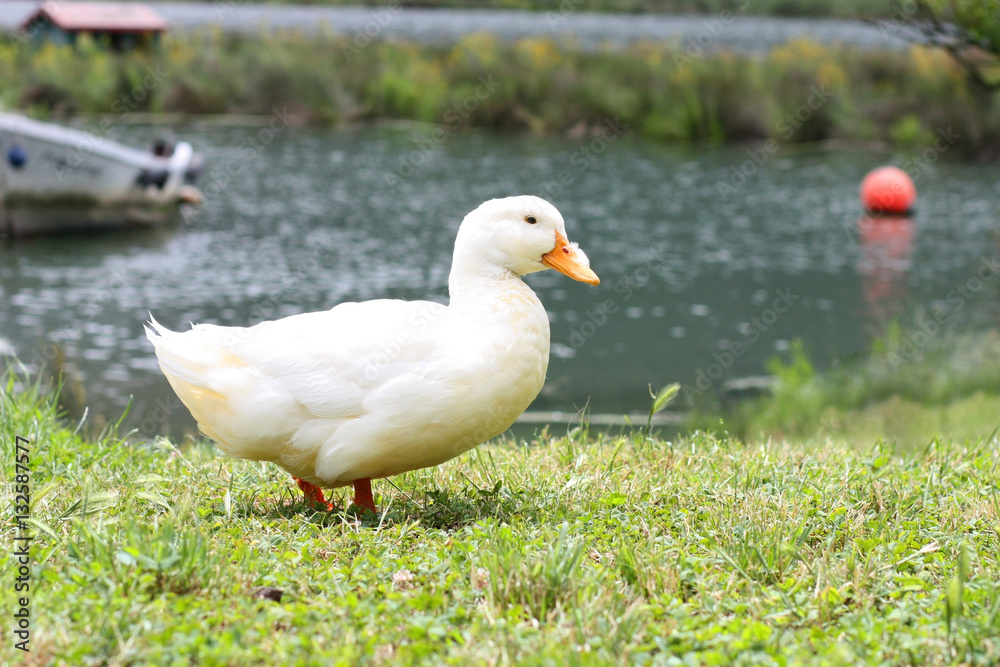 Home duck Home duck
