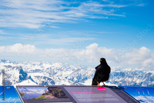 Alps Scenery from the top of Schilthorn Piz gloria with bird, Switzerland - April, 2016