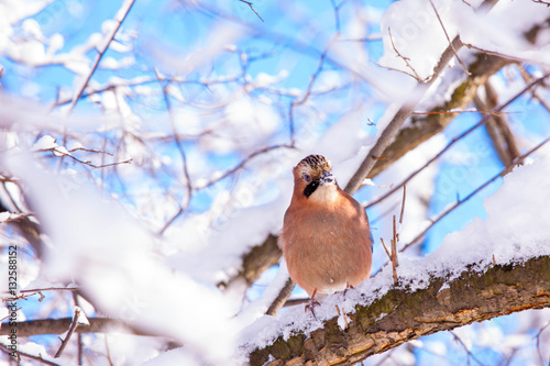 Eurasian jay on a branch after heavy snow fall in Warsaw Lazienk