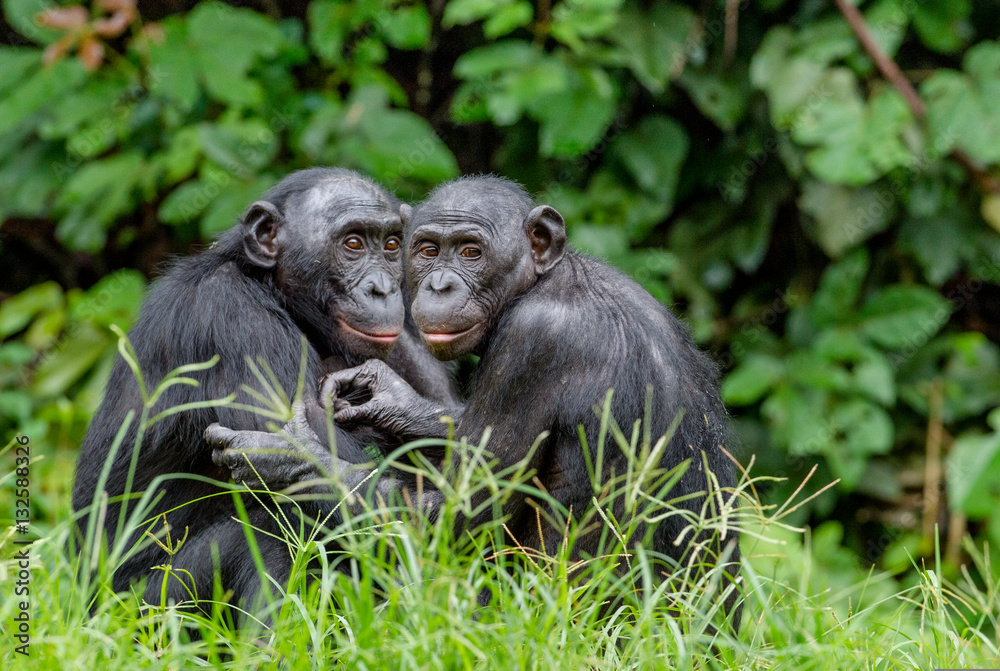 Naklejka premium Bonobos in natural habitat. Green natural background.