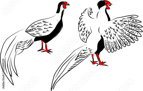 silver pheasant