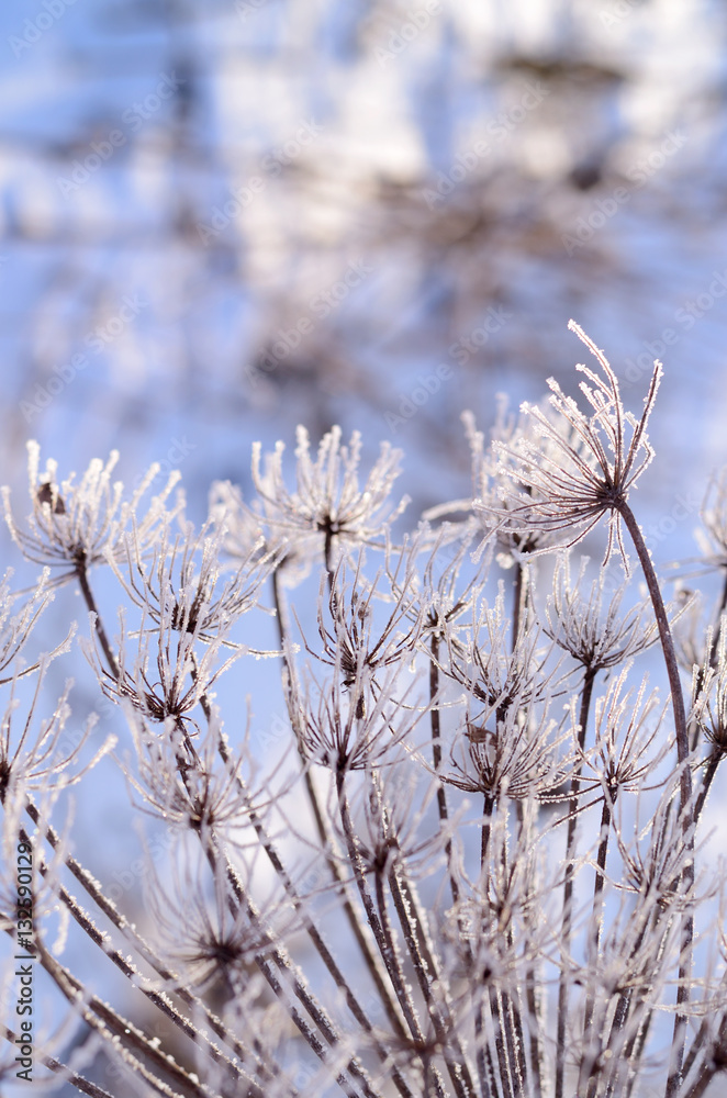 Beautiful winter seasonal background with dry plants against sparkling bokeh