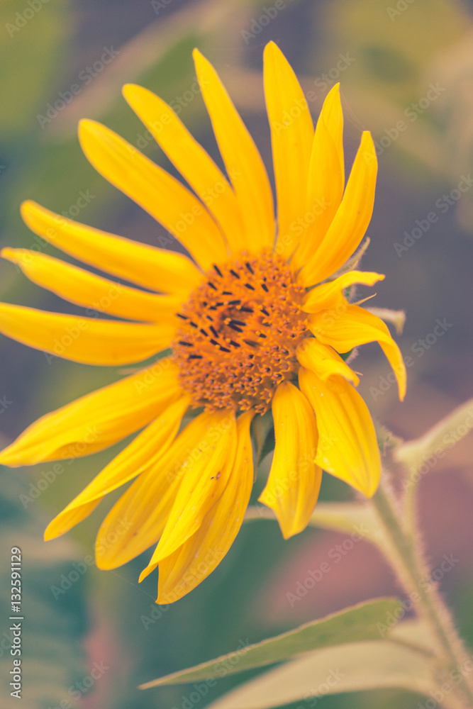 Obraz premium sun flower