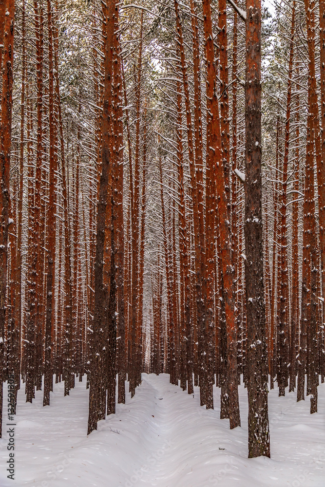 Obraz premium snowy winter forest