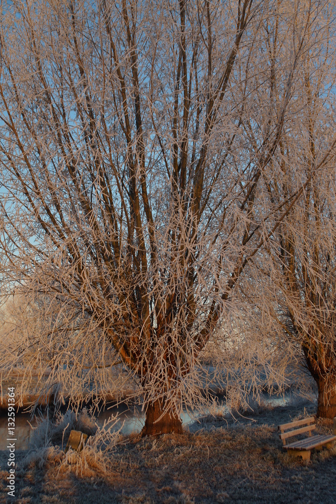 Fototapeta premium WinterBaum