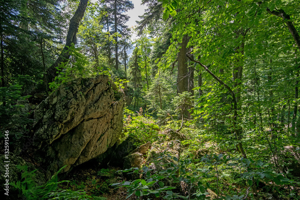 Summer morning in a green forest Summer morning in a green forest