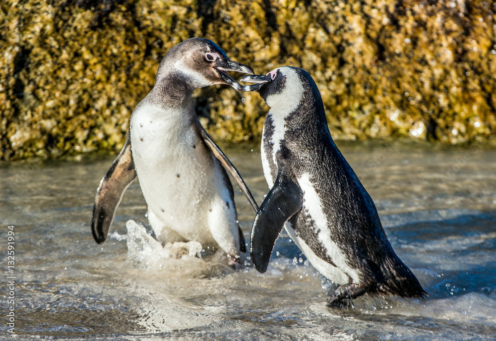 Fototapeta premium Kissing African penguins on the beach. African penguin ( Spheniscus demersus) also known as the jackass penguin and black-footed penguin. Boulders colony. Cape Town. South Africa