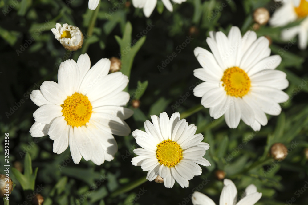 Fototapeta premium Gänseblümchen, Blüten